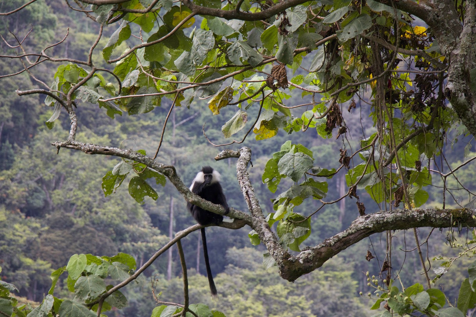 Colobus monkeys in Nyungwe Forest, part of a group estimated at 400 to 500 individuals