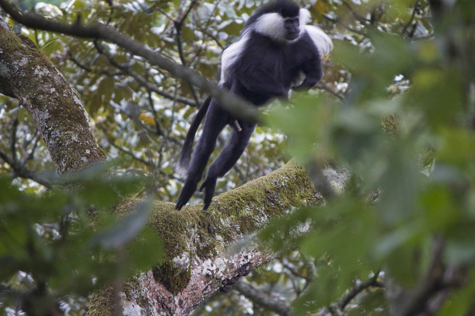 Colobus monkey moving along a moss-covered branch in Nyungwe Forest