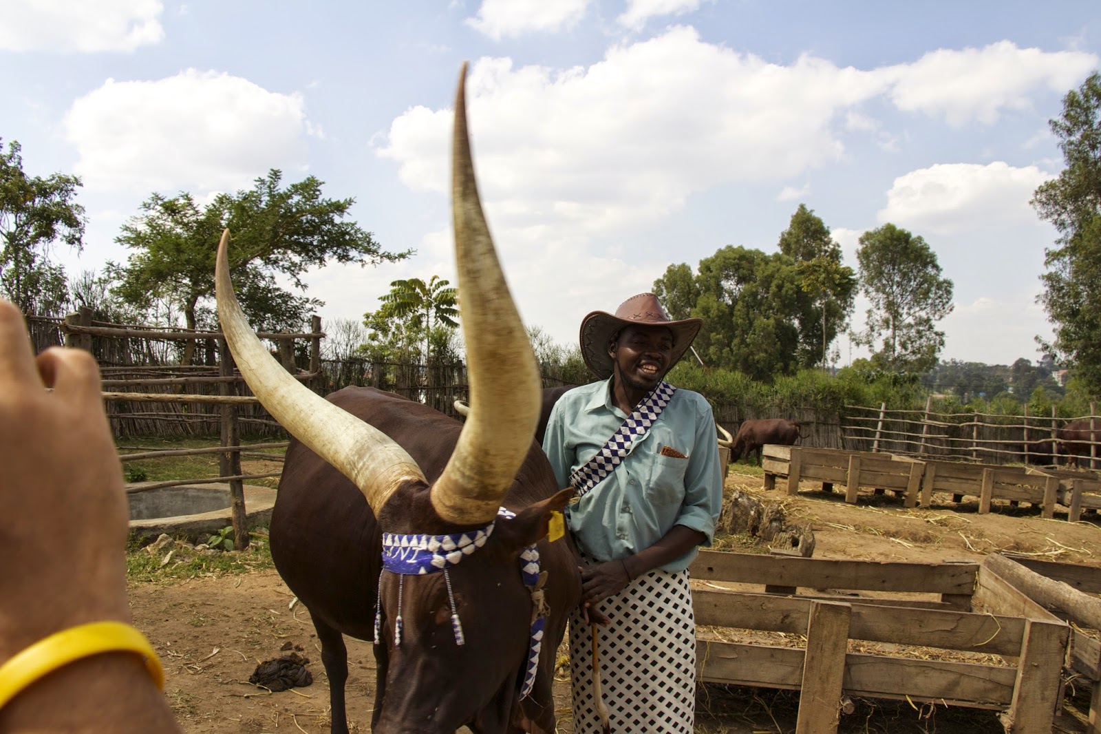 Herder singing to the cow